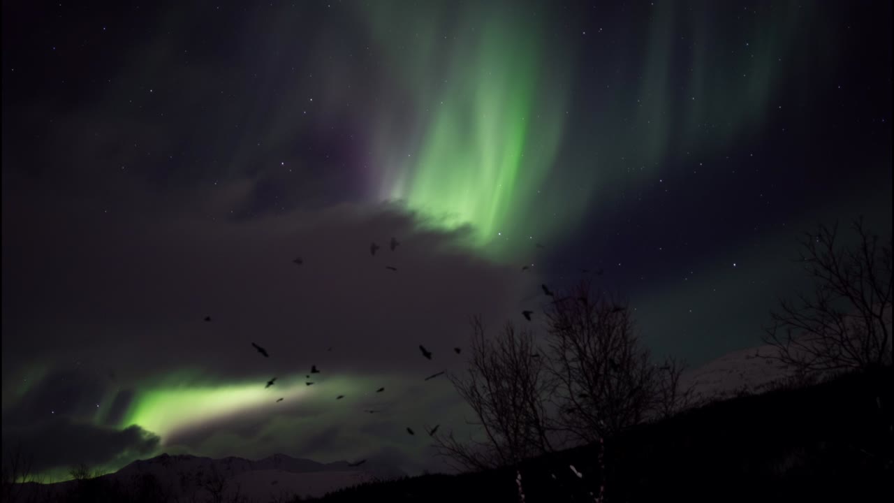 luces del norte con siluetas de aves