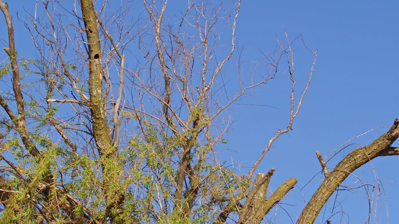 Nature’s courtship choreography—purple martins in slow-motion motion.