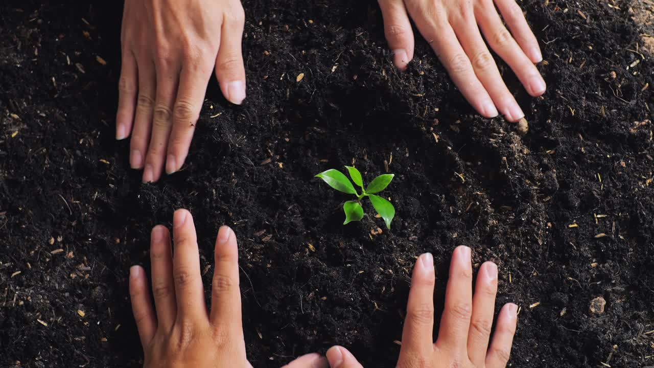 cerca de las manos del granjero ayudándose unos a otros plantando un árbol con barro negro en el jardín