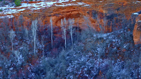 awesome drone shot of dramatic color contrast of white trees in front of redrock canyon walls
