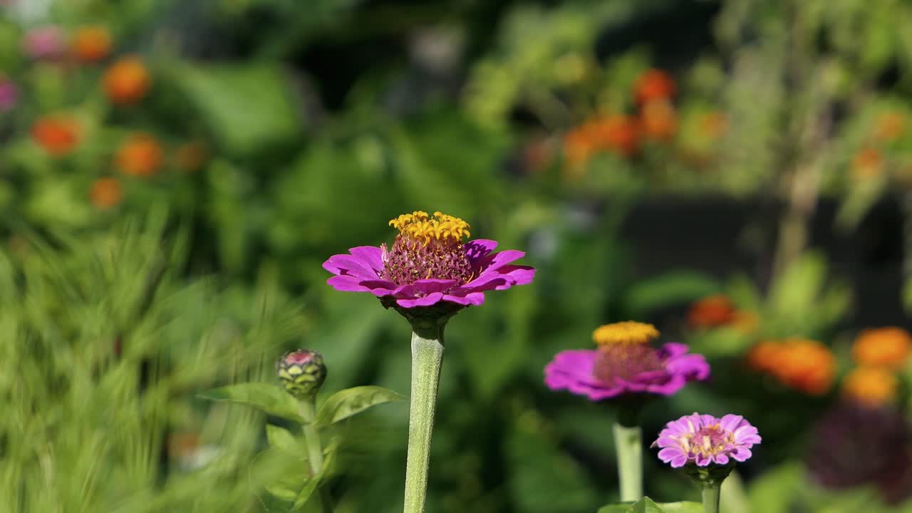 la flor púrpura rosa de la zinnia en un jardín colorido