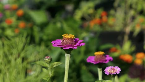 Zinnia-De-Flor-Rosa-Púrpura-En-Un-Colorido-Jardín