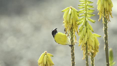 the bananaquit also known as sugar thief drinks nectar on aloe vera - a slow-motion shot