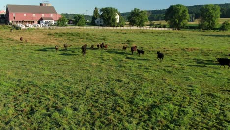 cows, calves, cattle run away through green meadow pasture toward red barn and safety, scared beef, dairy animals chased by predators, aerial drone shot