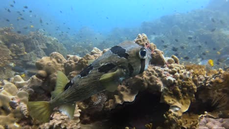 Porcupine-puffer-fish-swimming-over-a-coral-reef-and-speeding-away