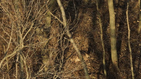 ciervo de cola blanca detrás de árboles calvos en el bosque