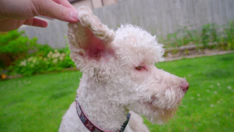 Owner-stroking-white-dog.-Closeup-of-happy-dog-face.-Human-and-animal-friendship