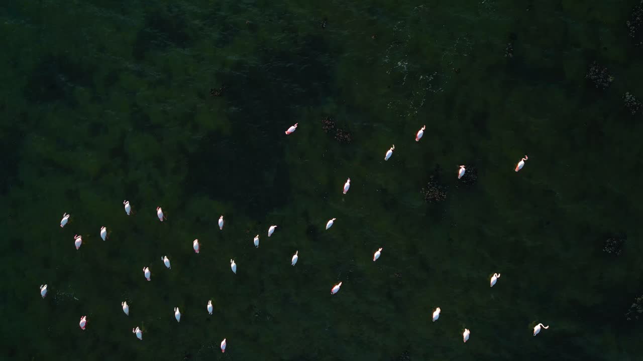 un grupo de flamencos rosados estéticos está comenzando a volar en la superficie del agua de la laguna poco profunda con alas y piernas moviéndose