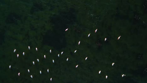 Un-Grupo-De-Flamencos-Rosados-Estéticos-Está-Comenzando-A-Volar-En-La-Superficie-Del-Agua-De-La-Laguna-Poco-Profunda-Con-Alas-Y-Piernas-Moviéndose