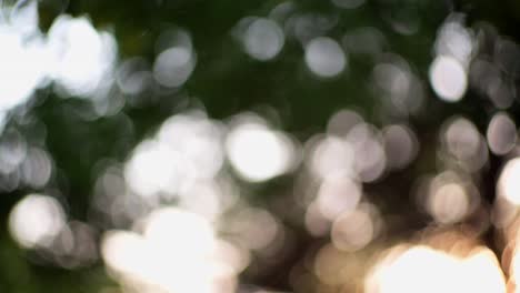 fondo borroso en movimiento con círculos de luz (bokeh). toma abstracta de un bosque, a través de los árboles iluminados por la puesta de sol.