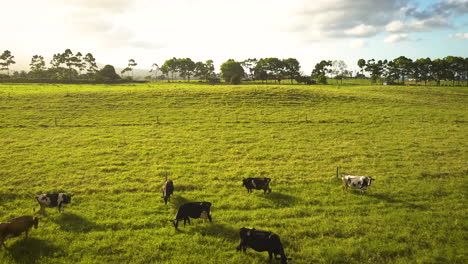 cinematic aerial view of a herd of cows in a tropical field