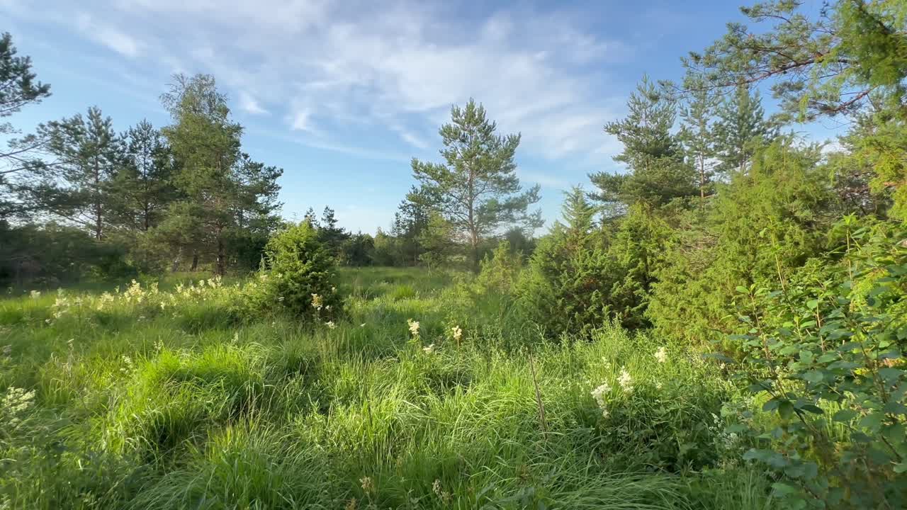 Panoramic landscape view in evening light in Saaremaa, Estonia