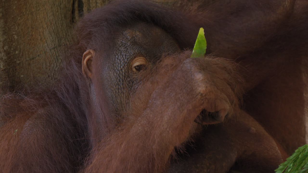 primer plano de la cara de un orangután escupiendo semillas de sandía mientras come