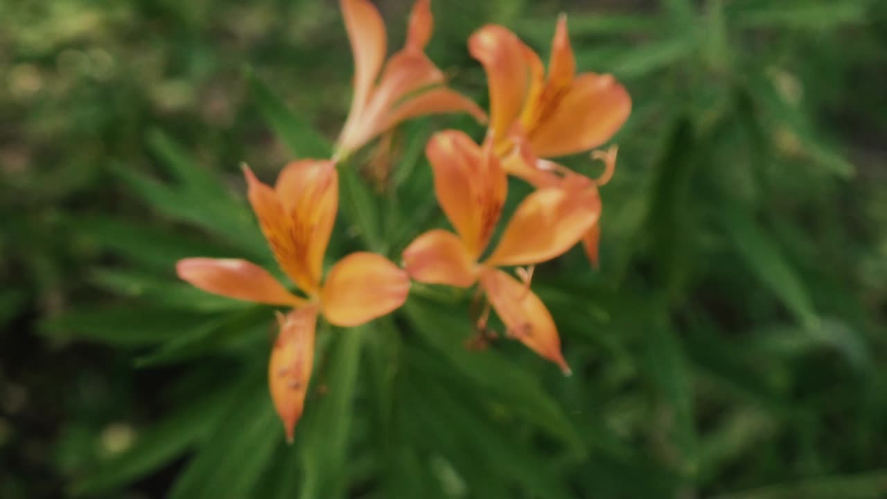 полевые цветы в горах лос-андес в чили