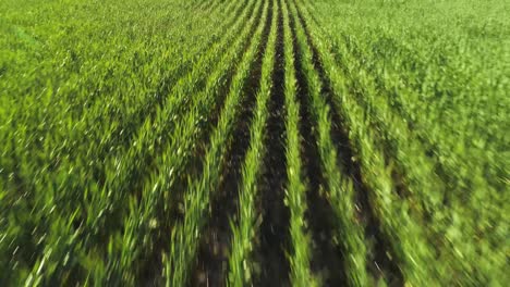 drone shot moving over a green wheat field