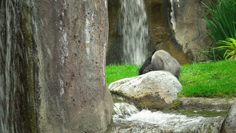 Gorila-Durmiendo-Cerca-De-Una-Cascada