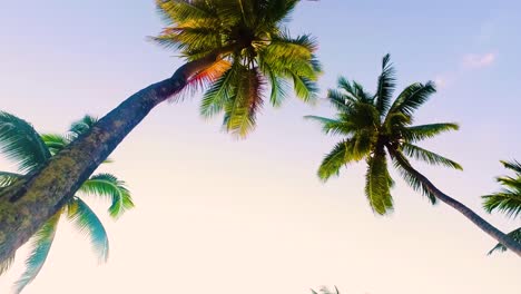 white sand beach and coconut tree in zanzibar island at sunset