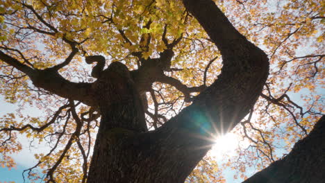 árbol de arce viejo y grande con ramas rizadas durante el follaje de otoño