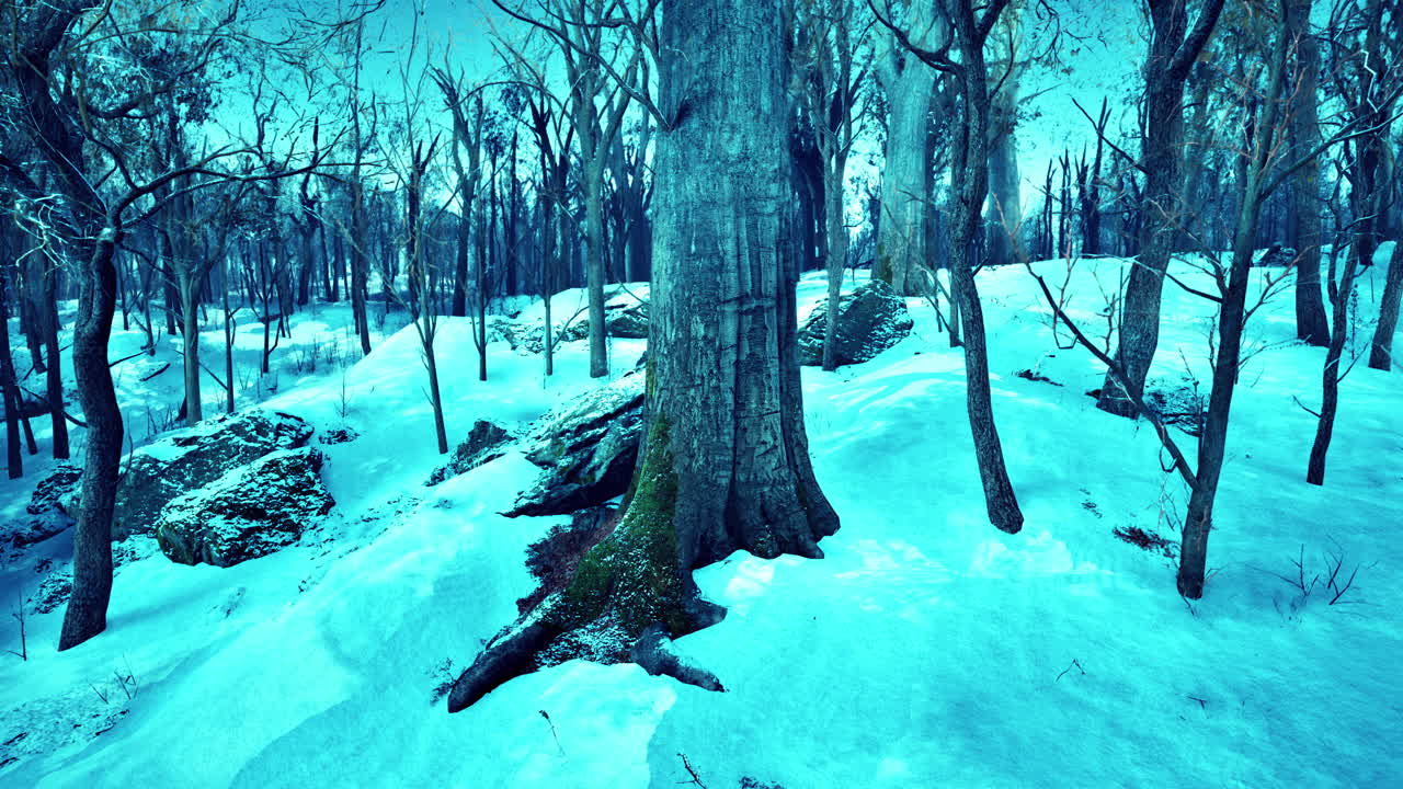 소나무 숲의 겨울 풍경 태양은 나무를 통해 빛납니다