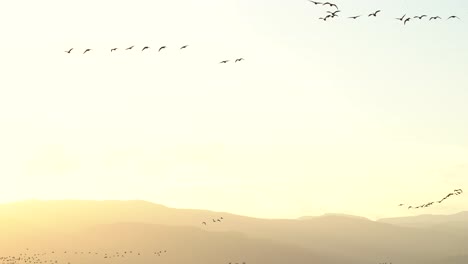 Herde-Von-Gänsen,-Die-Vor-Einem-Hintergrund-Von-Bergen-Fliegen