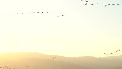 bandada de gansos volando sobre un fondo de montañas