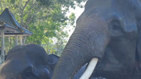 Two-Domesticated-Sumatran-Elephants-Emerge-From-Water-After-Bathing,-Slow-Motion