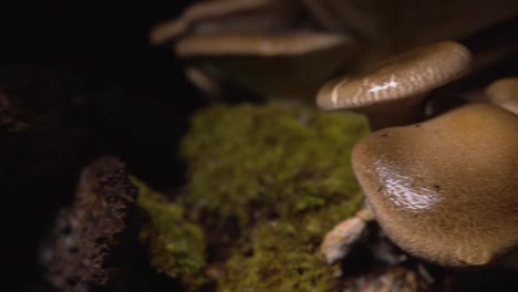 left to right tracking shot close up of homegrown mushroom