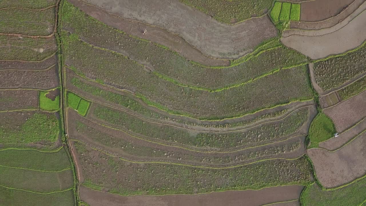 vista general aérea de varios arrozales con cultivo de arroz en indonesia durante el día