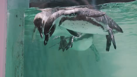 grupo de pingüinos de magallanes flotando bajo la superficie del agua en un acuario