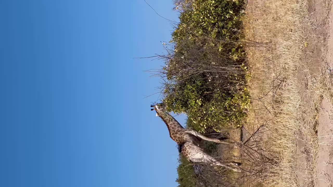 수직 지라프가 덤불에서 달리고  ⁇ 고 있습니다.
