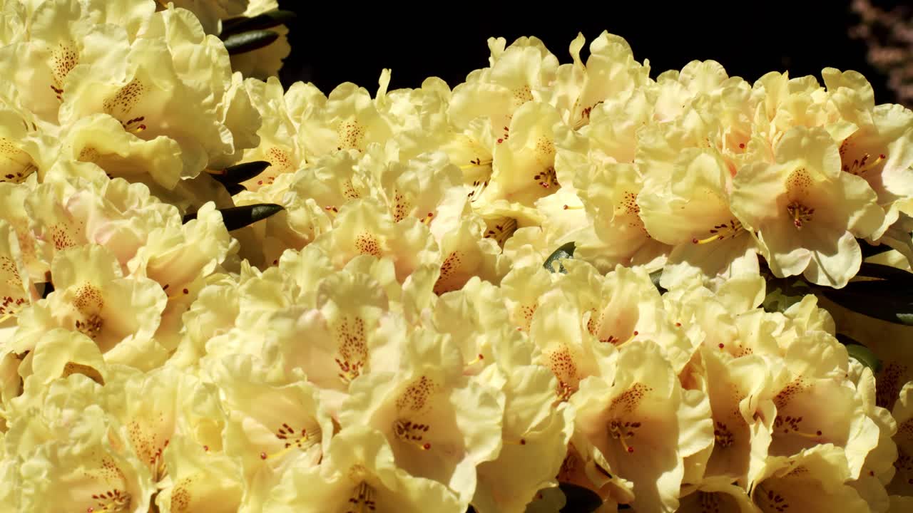 범블비는 노란색 진달래 꽃을 수분하고, 핸드헬드 샷을 닫습니다.