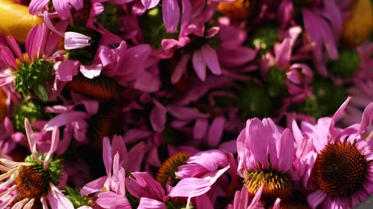 mujer pone flores de equinácea recolectadas en un balde