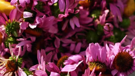 woman puts collected echinacea flowers in bucket