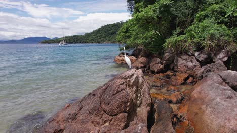 camera orbits great egret bird perched on seaside rock, coastal brazil