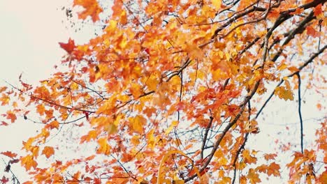 Beautiful-leaves-blow-in-the-wind-during-the-fall-and-autumn-season