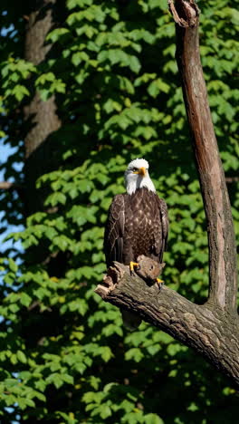 bald eagle with prey on branch