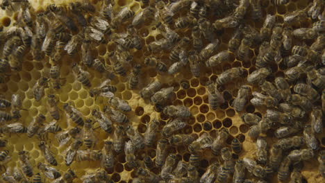 macro shot of bees in a hive