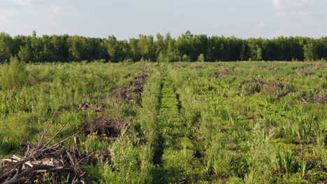 wide shot of a deforested area with overgrown grass, tree remnants, and natural greenery