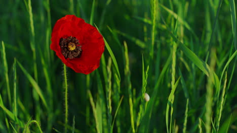 Closeup-single-opened-poppy-flower-growing-spring-day.-One-vivid-papaver-petal