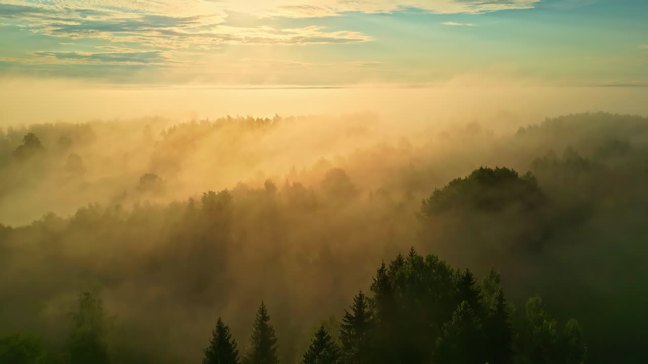 Gylden solopgang over en tåget skov, med lys der strømmer gennem træerne for en fredfyldt morgenudsigt