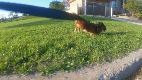 perro pequeño caminando y corriendo con correa en un día soleado de verano