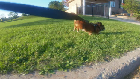 small dog walking and running on a leash on a sunny summer day