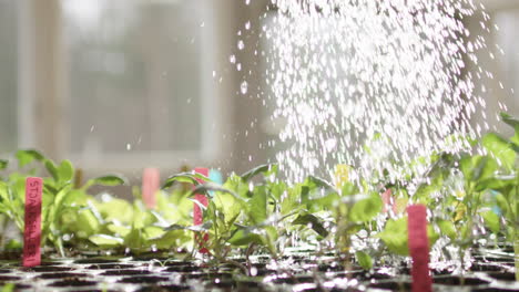 Low-angle-slomo-of-seedlings-being-watered,-backlit-sunrise-shot-in-hothouse