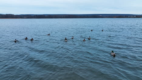 Diverse ducks swimming on the river. Scared birds rise into air and fly away in different sides. Drone