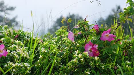 Bumblebee-Flying-In-The-Garden-With-Pink-Sweet-Briar-Flowers-Blooming-In-Springtime