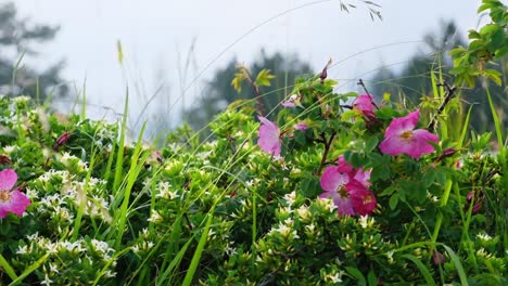 bumblebee flying in the garden with pink sweet briar flowers blooming in springtime