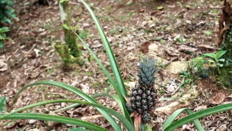 small pineapple growing between the sharp, prickly leaves of the plant