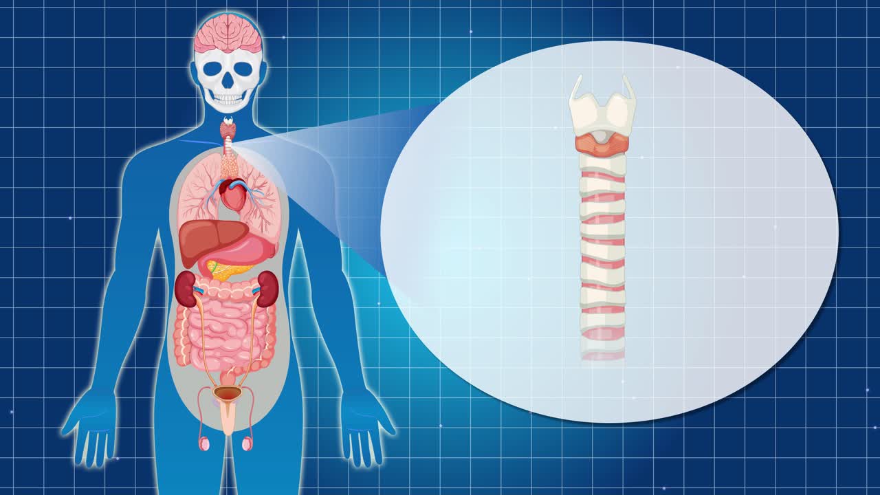 Animation illustrating human anatomy with focus on the trachea, using a blue grid background and detailed organ visuals