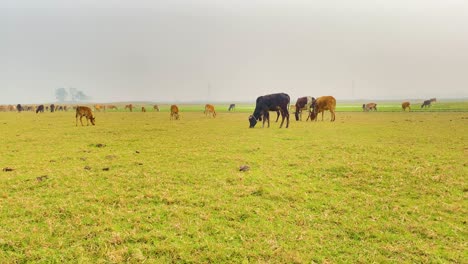 flock of cows grazing in bangladesh landscape, handheld view