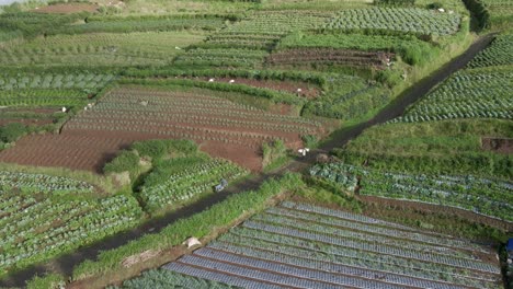 beautiful vegetable plantation on hilly terrain of indonesia, aerial view